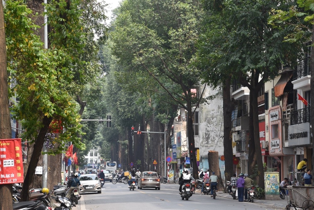 sau vu 3 cay sao den tram tuoi chet kho yeu cau nguoi dan ky cam ket bao ve cay hinh anh 1