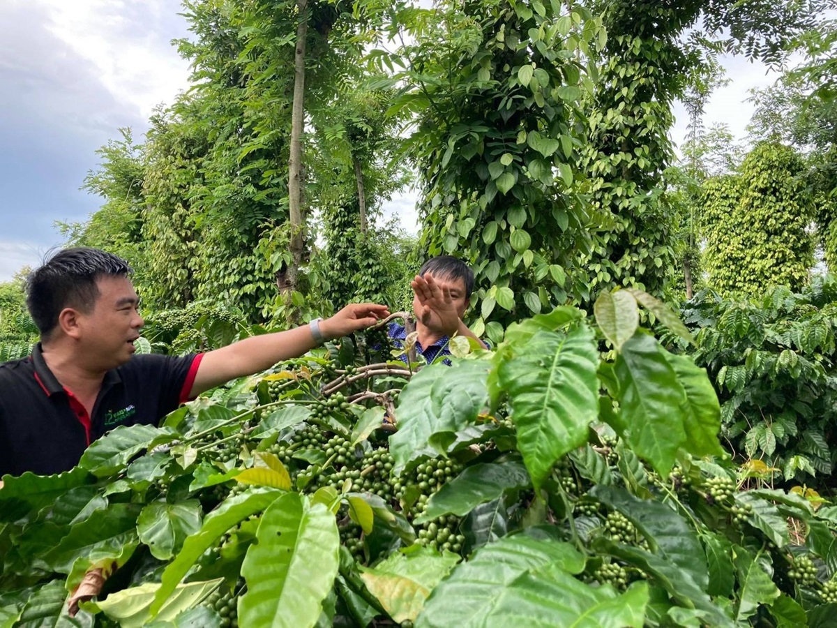 Nông nghiệp Đắk Lắk thêm vững chắc nhờ đa trụ cột