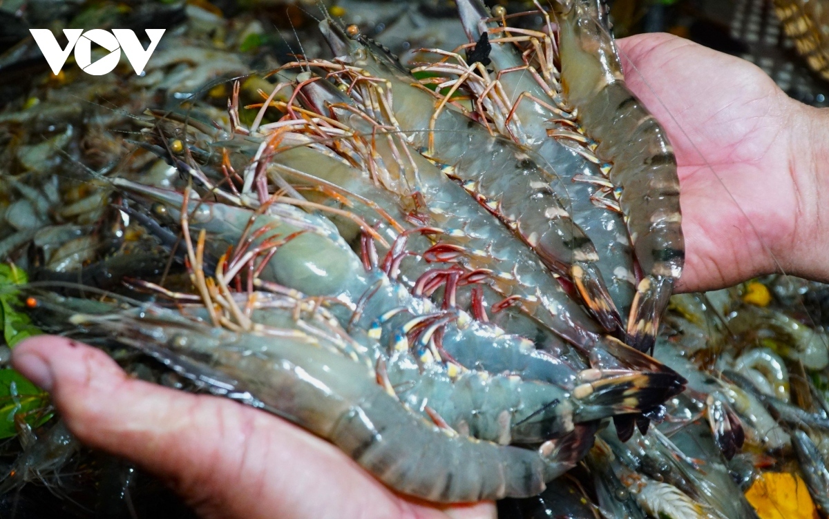 doc issues conclusion on anti-subsidy probe into vietnamese shrimp picture 1