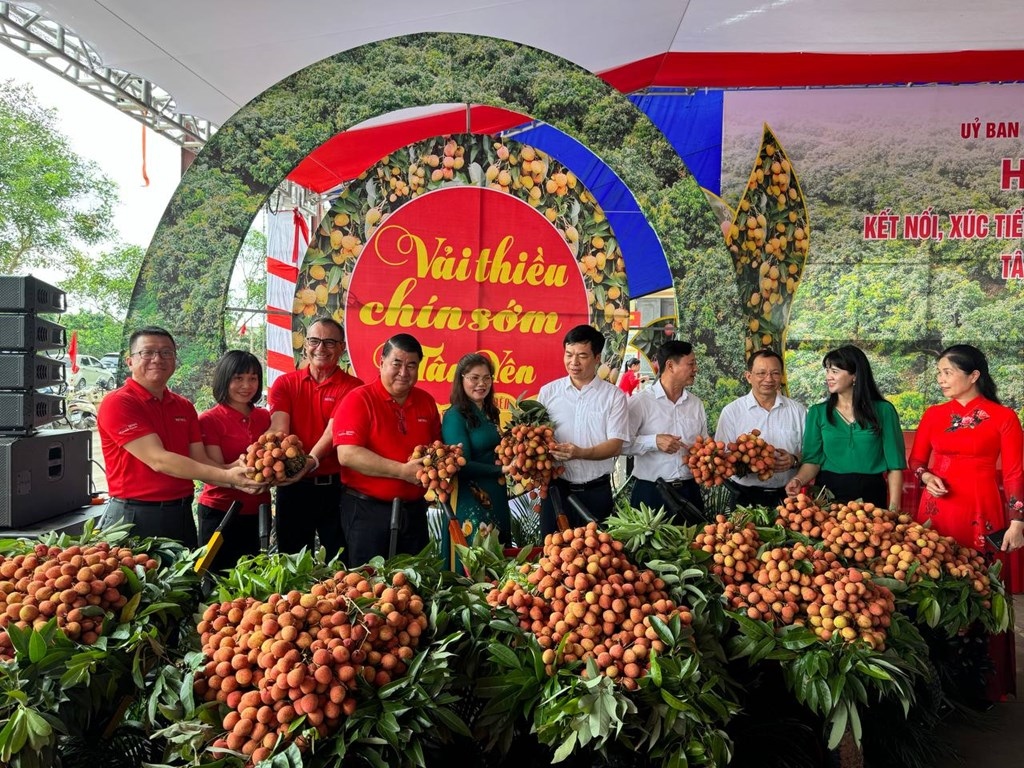 central retail plans to sell 300 tonnes of bac giang lychees picture 1
