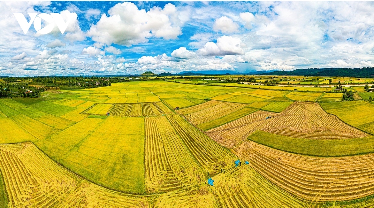 green rice field and golden harvesting season in central highlands picture 5