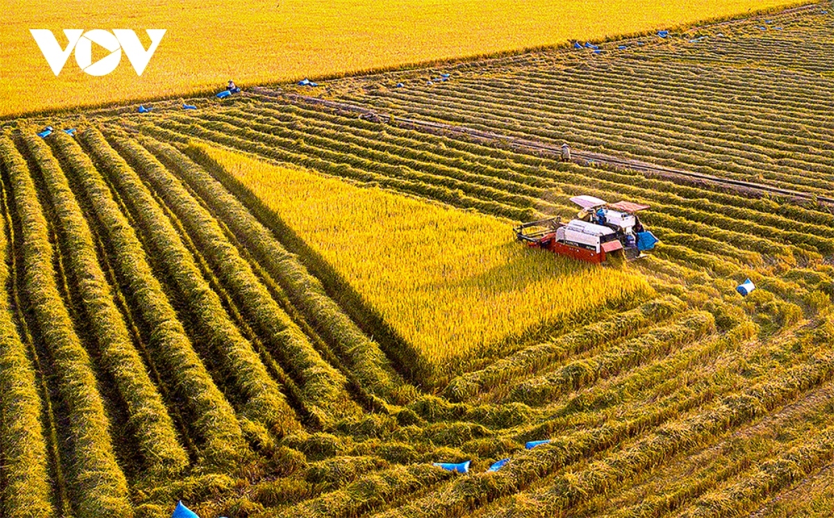 green rice field and golden harvesting season in central highlands picture 6