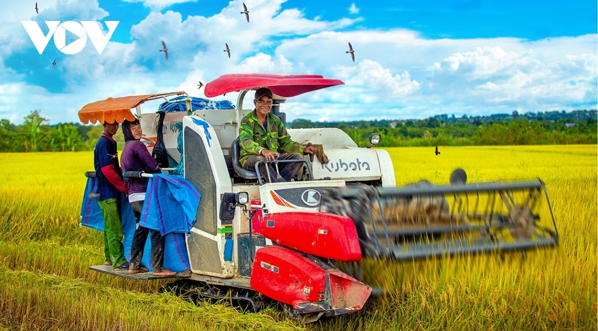 green rice field and golden harvesting season in central highlands picture 7