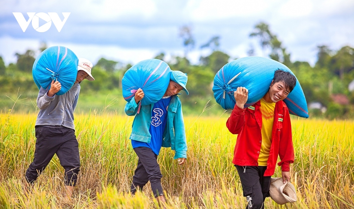 green rice field and golden harvesting season in central highlands picture 8