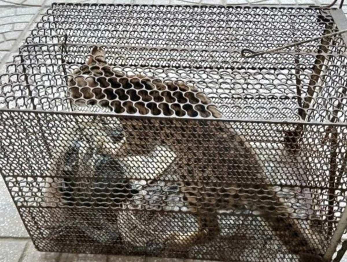 quang binh park receives critically endangered wild cat, macaque picture 1