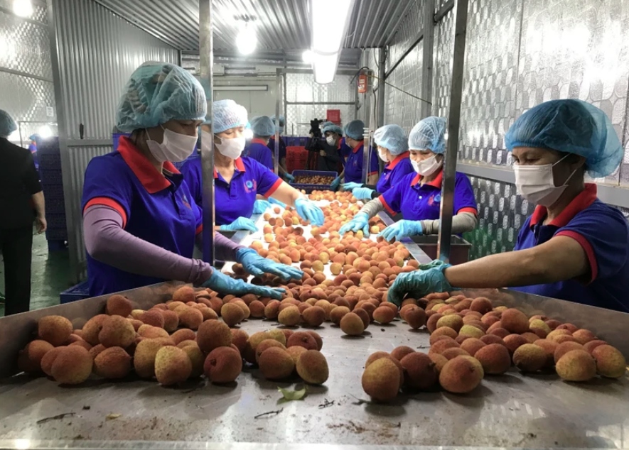aeon group to export 30 tonnes of hai duong lychee to japan picture 1