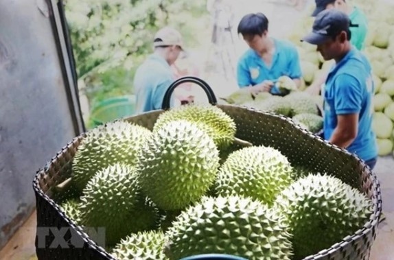 vietnam s durian exports to china boom in q1 picture 1