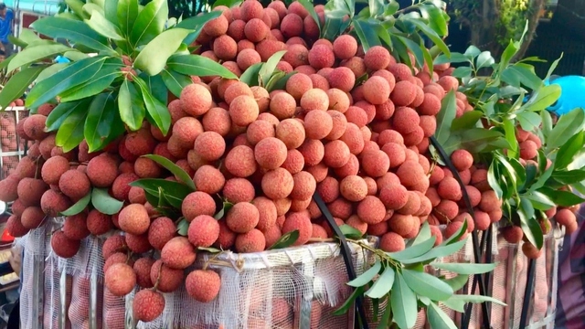 nearly 2.5 tonnes of early-ripening lychees to enter middle east market picture 1