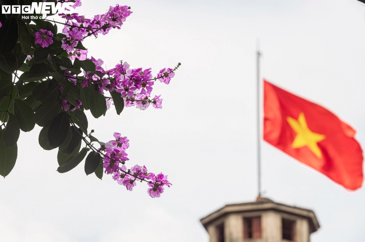 hanoi streets turn purple with blossoming crape myrtle flowers picture 1