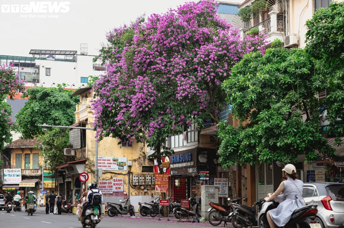 hanoi streets turn purple with blossoming crape myrtle flowers picture 11