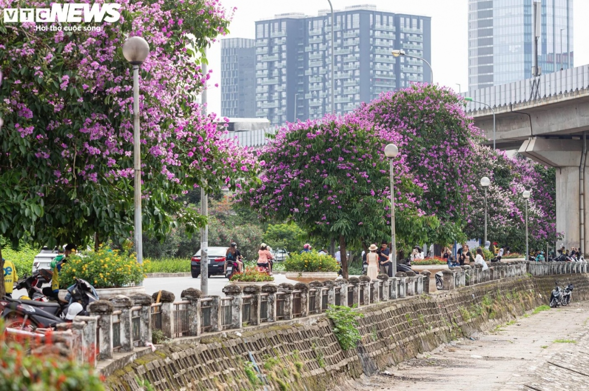 hanoi streets turn purple with blossoming crape myrtle flowers picture 12