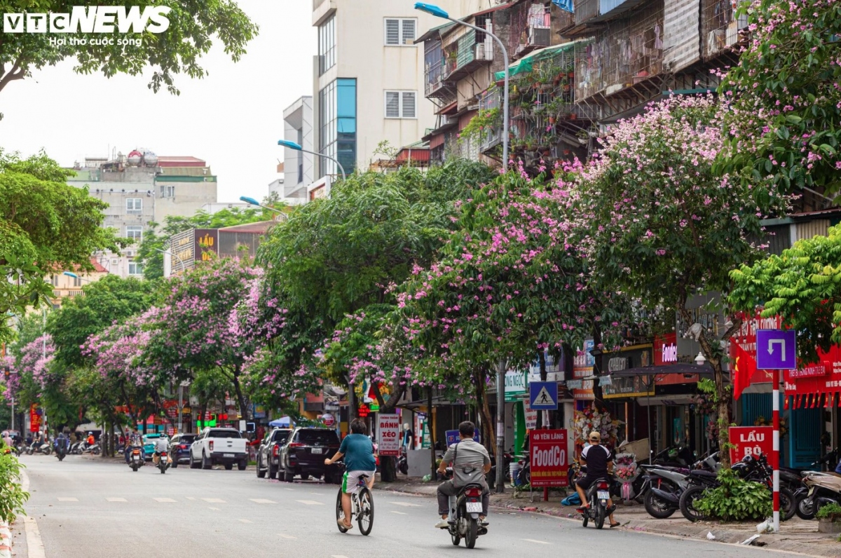 hanoi streets turn purple with blossoming crape myrtle flowers picture 2