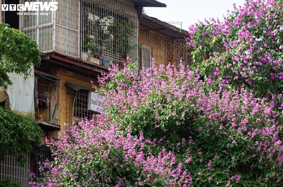 hanoi streets turn purple with blossoming crape myrtle flowers picture 4