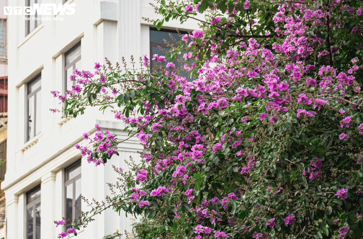 hanoi streets turn purple with blossoming crape myrtle flowers picture 5