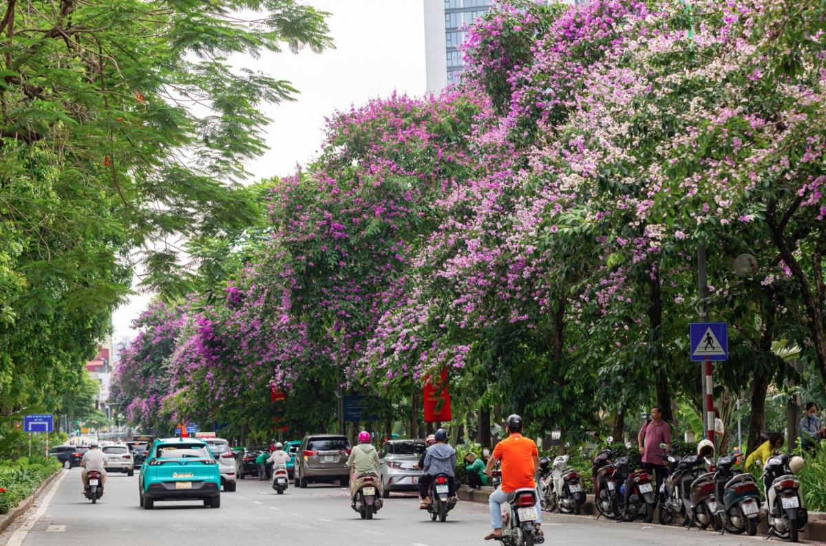 hanoi streets turn purple with blossoming crape myrtle flowers picture 6