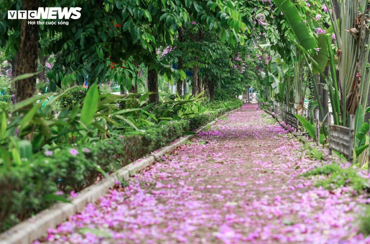 hanoi streets turn purple with blossoming crape myrtle flowers picture 7