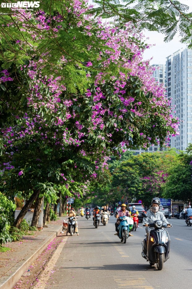 hanoi streets turn purple with blossoming crape myrtle flowers picture 8