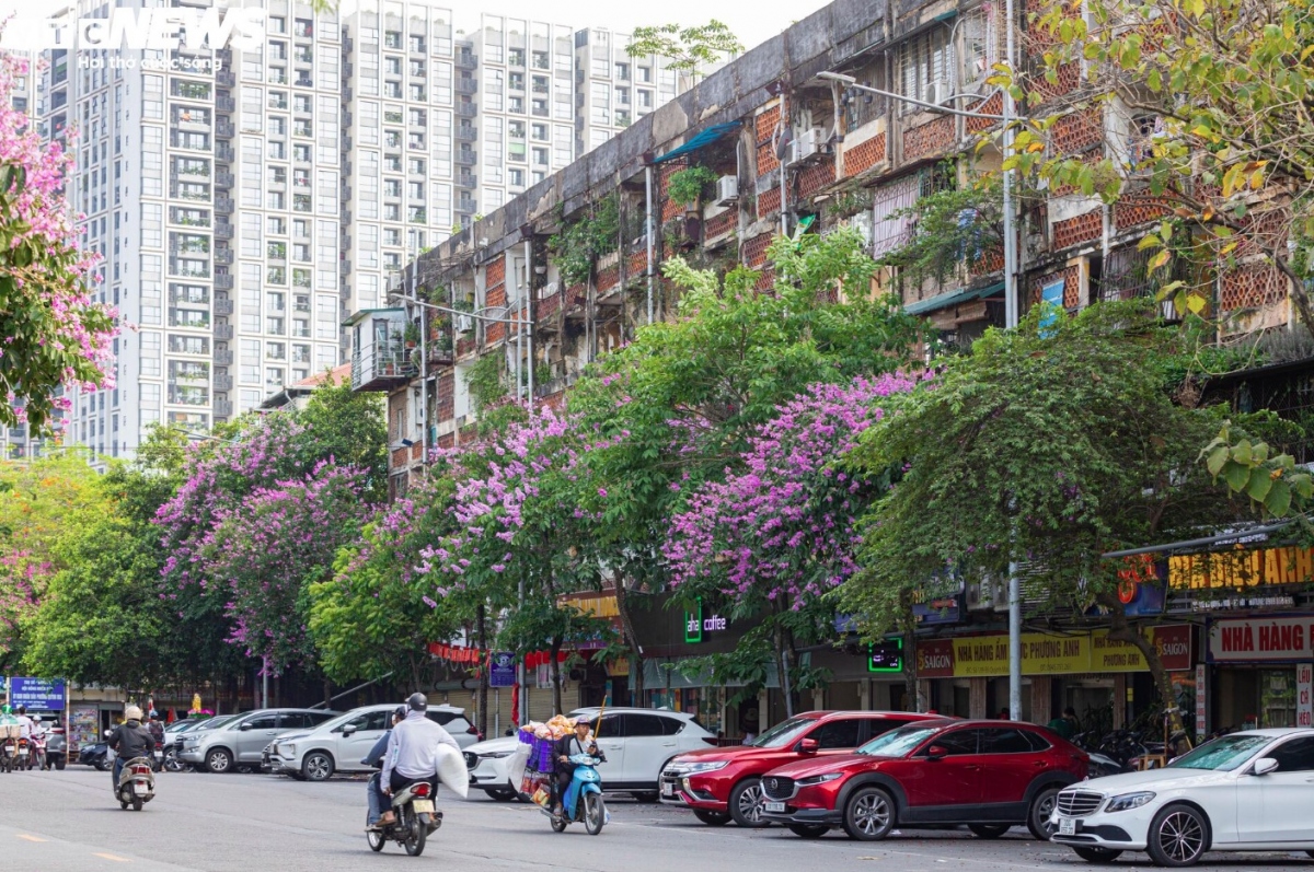 hanoi streets turn purple with blossoming crape myrtle flowers picture 9