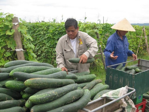 qua bi dao vo xanh dam hay xanh nhat se ngon dam hon hinh anh 1