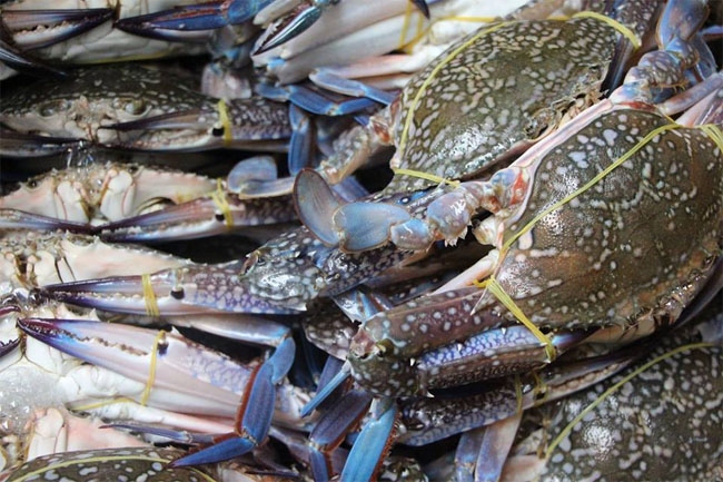 china emerges as largest buyer of vietnamese crabs in q1 picture 1
