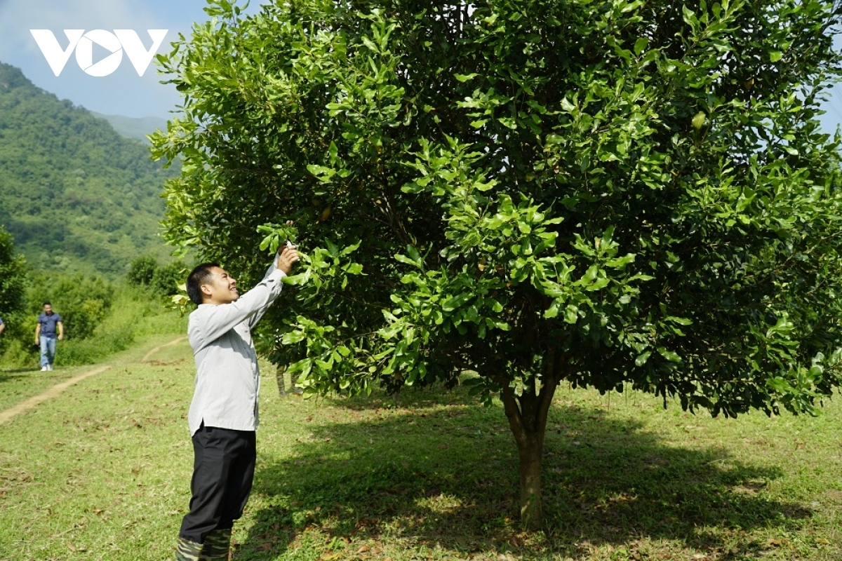 Tuần Giáo phấn đấu trở thành địa phương có diện tích mắc ca lớn nhất nước