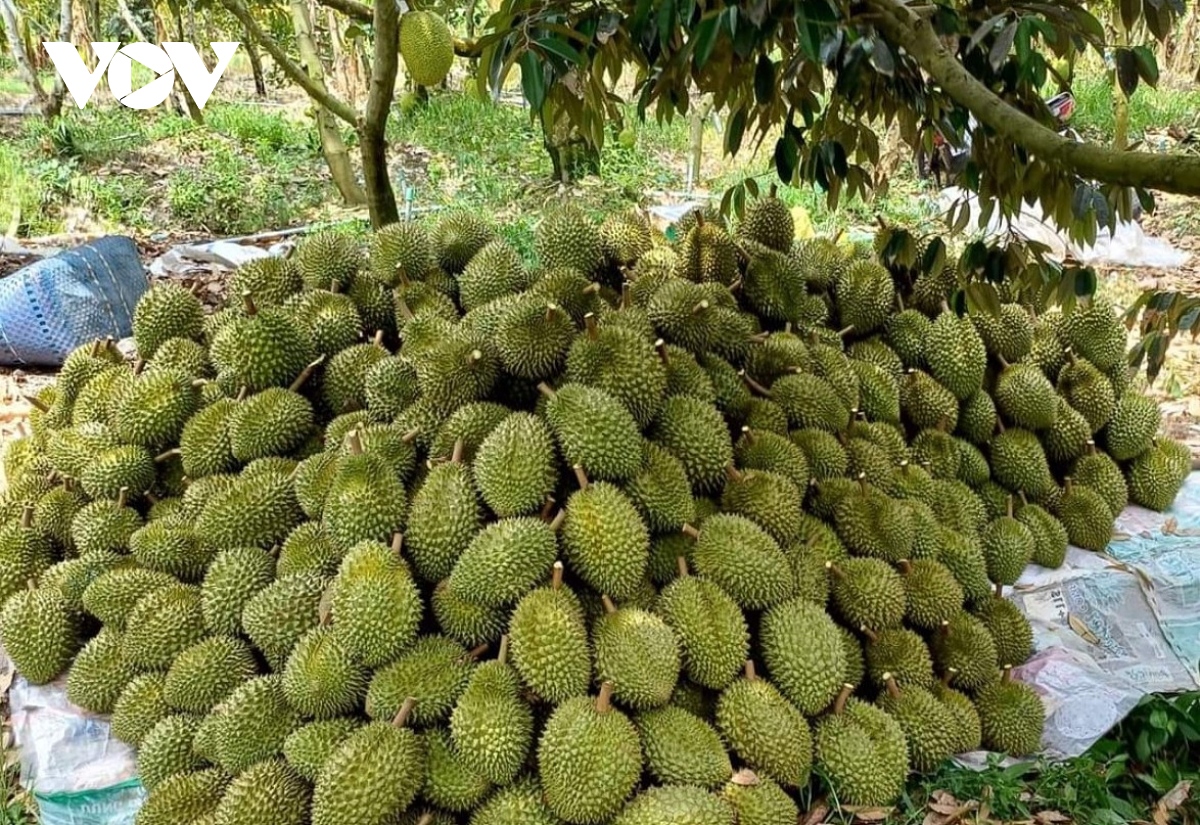 durian exported to china does not contain excessive cadmium levels test results picture 1