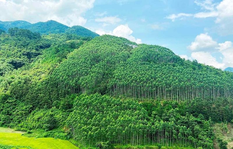 Vietnam ranks fifth in Top Countries By Forest Growth Since 2001