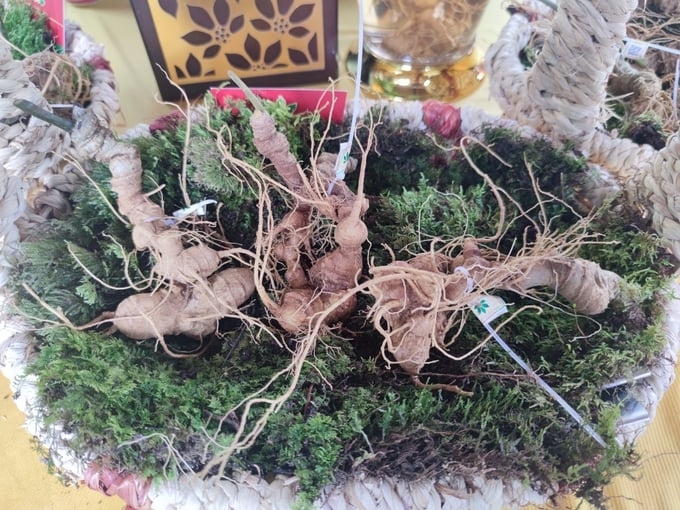 HCM City to host first international ginseng and medicinal herbs festival