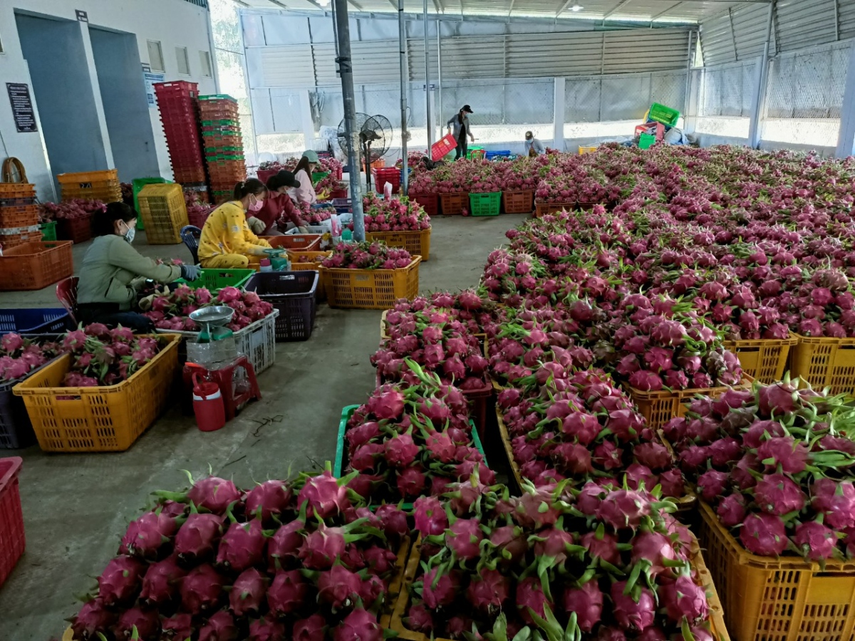 Bình Thuận làm gì để phát triển bền vững cây thanh long?