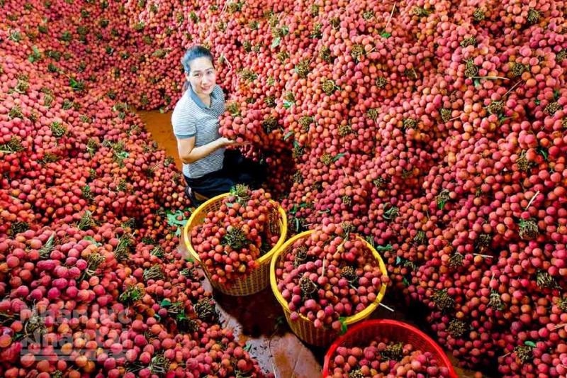 thanh ha lychees to be transported to australia by air picture 1