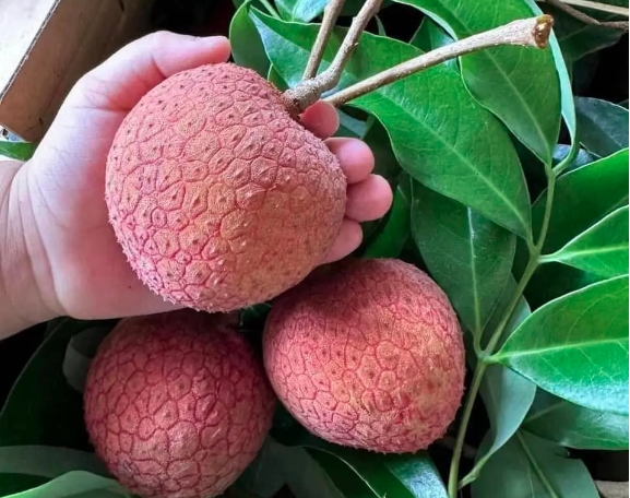 Vải thiều “siêu to khổng lồ” đắt đỏ vẫn cháy hàng