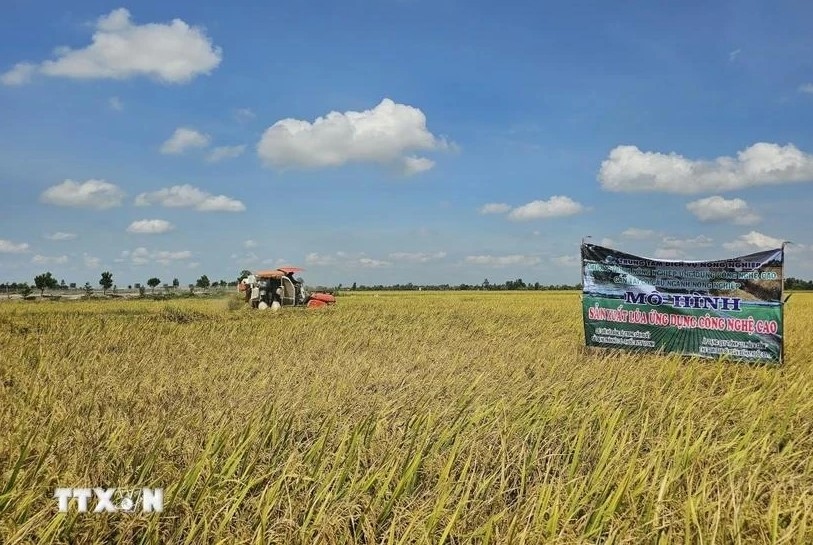 irri interested in vn s 1-million-ha high-quality rice project picture 1