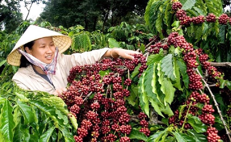 germany is largest importer of vietnamese coffee picture 1