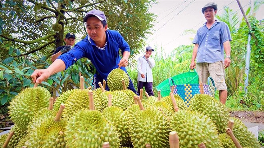 nong dan tang dien tich trong khi sau rieng trung mua, duoc gia hinh anh 1