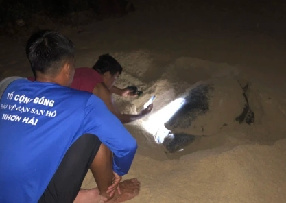 Sea turtle lays eggs on beach in central Vietnam