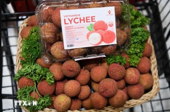 Vietnamese lychees become familiar to Thai consumers