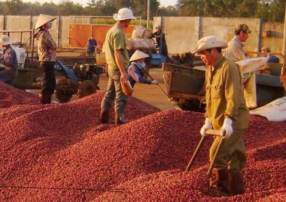 coffee exports exceed us 3 billion picture 1