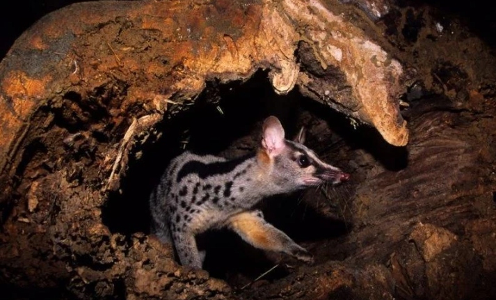 10 Owston’s palm civets born in captive environment