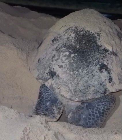 sea turtle lays eggs on beach in central vietnam picture 1 sea turtle lays eggs on beach in central vietnam picture 1