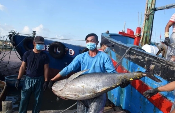 binh dinh festival to promote sea tuna delicacies picture 1