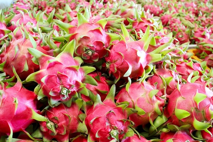 germany, uk, and us consume more vietnamese dragon fruit picture 1