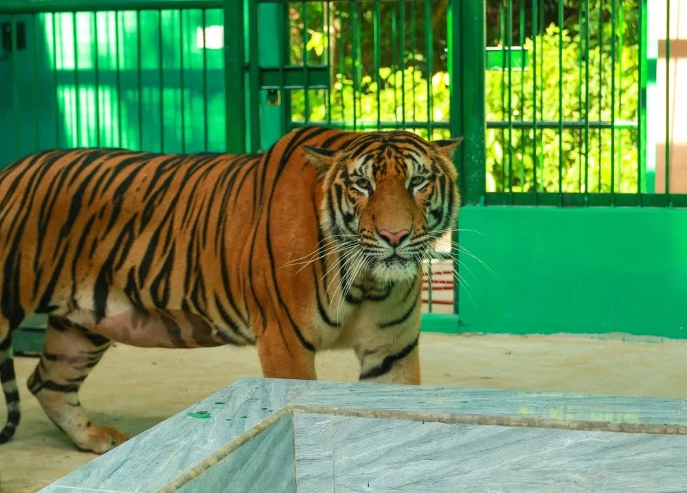 Forest rangers keep tracking tiger trace in Quang Binh forest