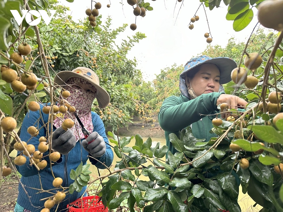 can tho exports first batch of longan to us and australia picture 10