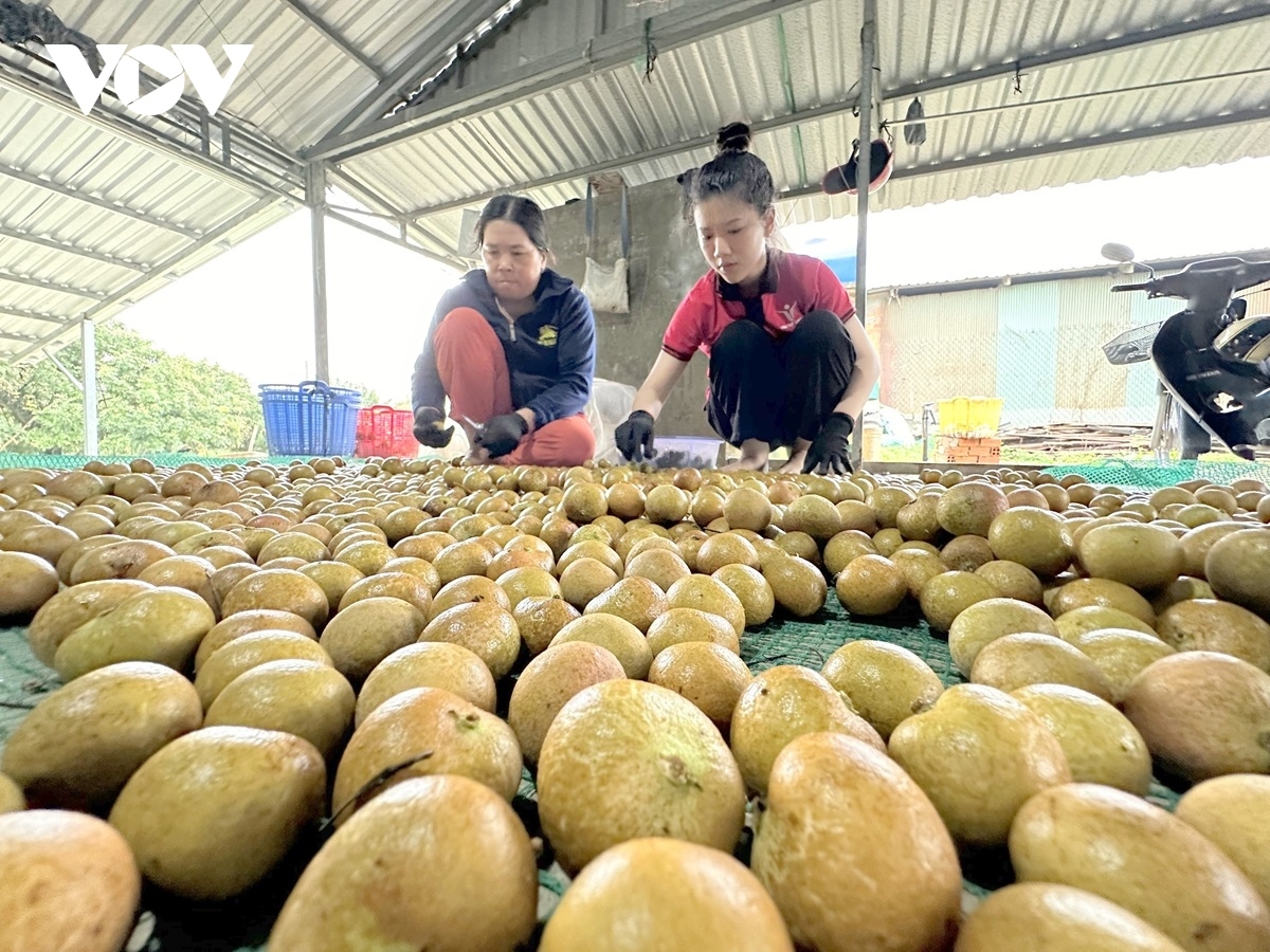 can tho exports first batch of longan to us and australia picture 11