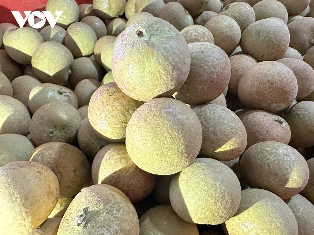 can tho exports first batch of longan to us and australia picture 12