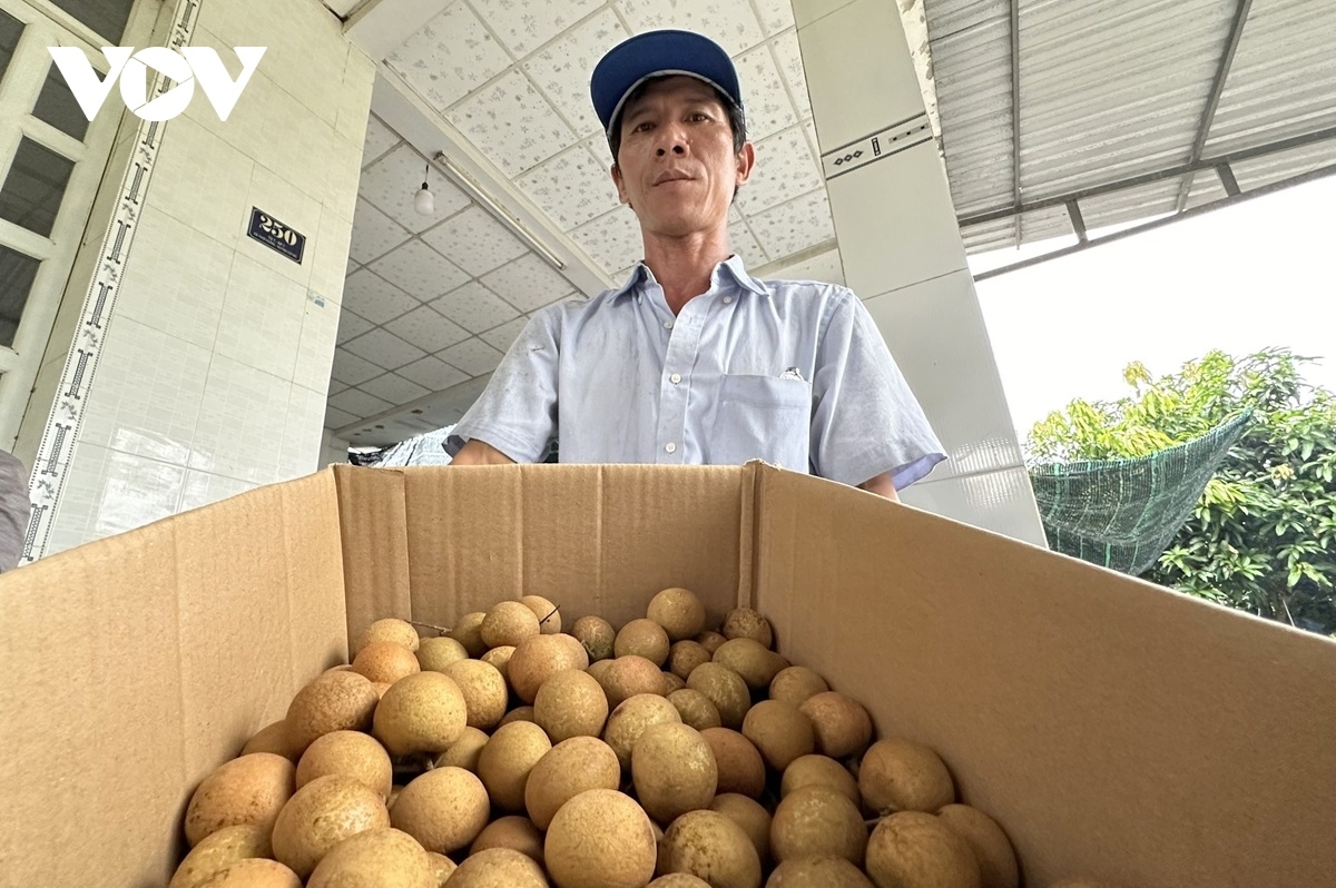 can tho exports first batch of longan to us and australia picture 13