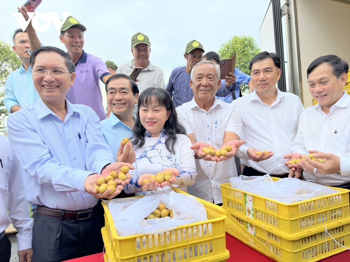 can tho exports first batch of longan to us and australia picture 14
