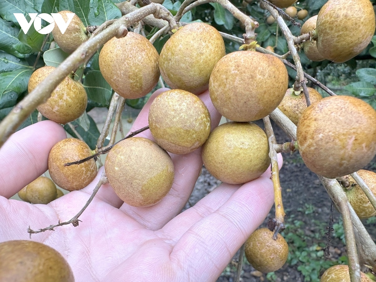 can tho exports first batch of longan to us and australia picture 4