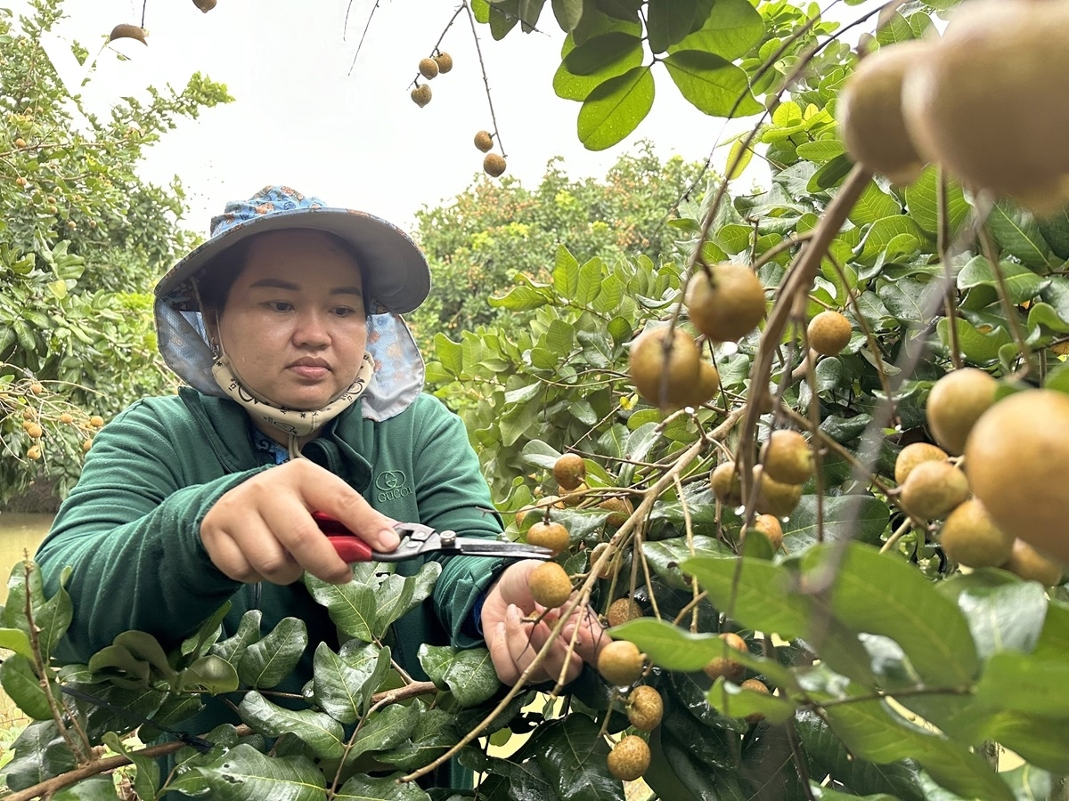 can tho exports first batch of longan to us and australia picture 5