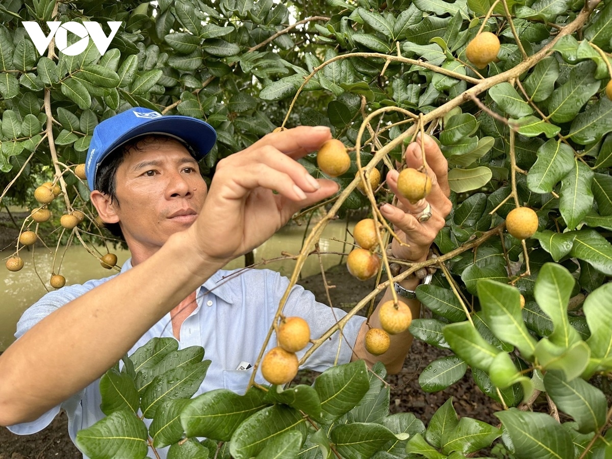 can tho exports first batch of longan to us and australia picture 6